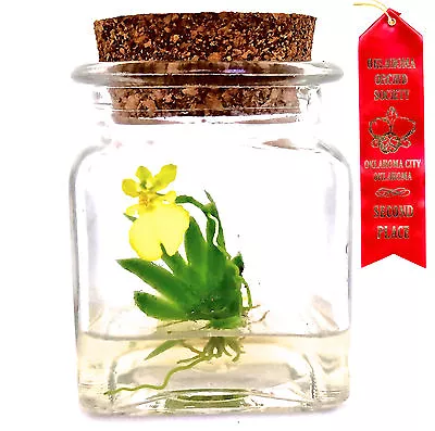 Maintenance Free! Orchid Terrarium: Psygmorchis Pusilla. Live! Gift Plant  • $25