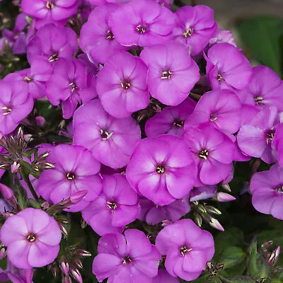 Phlox Ka-Pow Lavender - Garden Phlox | Deciduous Outdoor Perennial Garden Flower • £19.99