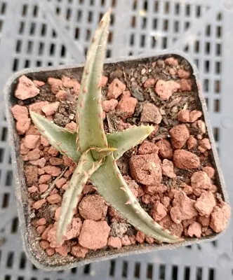 Aloe Castilloniae  Spineless Form 7cm Diameter  • $35