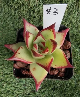 Echeveria Agavoides Yellow Ebony 3cm Diameter Succulent • $35