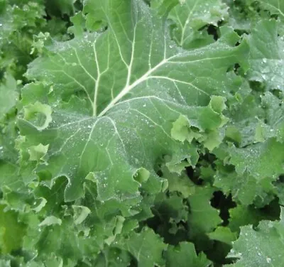 ORGANIC - 100 Siberian Kale Seeds - Fresh UK Seeds Non GMO • £2.79