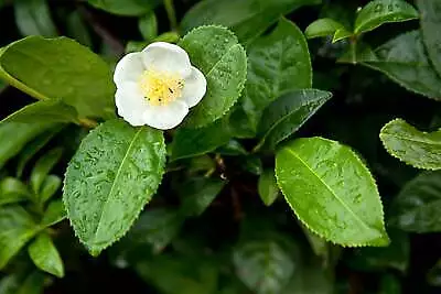 Camellia Sinensis Darjeeling - Tea Plant - 5 Seeds • £3.08