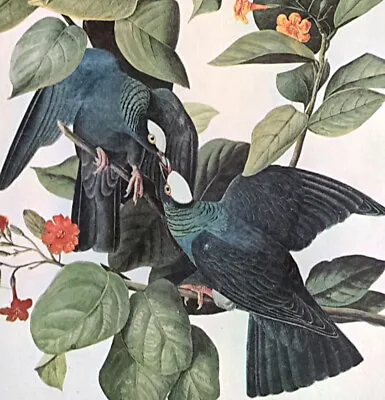 John James Audubon WHITE-CROWNED PIGEON  Vintage Art Book Plate #3 • $13.49