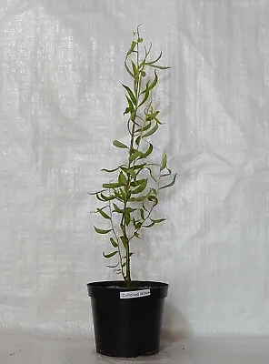 Contorted Willow Twisted Corkscrew Salix Matsudana In A 17cm - 2 Litre  Pot • £15.99