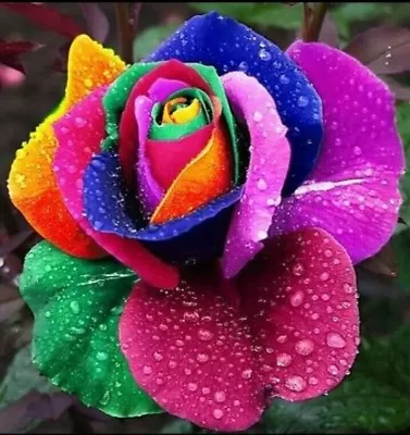 200 Pcs Rainbow Rose Flower Seeds Home Garden Rare Flower Seeds Multi-Colors • £14.99