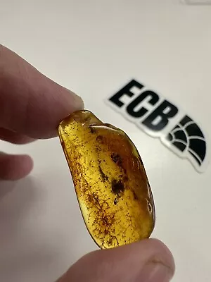 Baltic Amber With Mosquito Inclusion. 100% Real No Fakes. Uk Seller 🇬🇧 • £14.99
