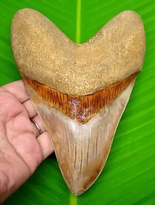 Megalodon Shark Tooth - 6.31  - Huge Shark Teeth - Indonesian Fossil - Megladone • $299