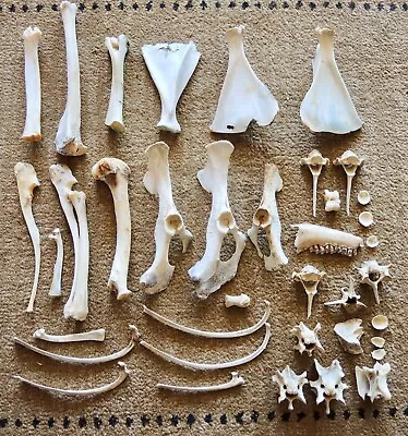 Lot Of 38 Deer Bones Vertebrae Ribs • $38