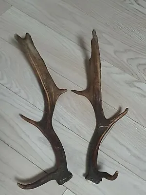 PAIR OF FALLOW DEER ANTLERS 1.02kg.   Aprox. 52/55cm. • £65