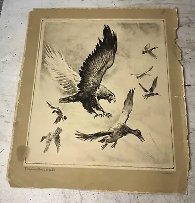 Vintage RH Palenske Etching Print Escaping Canvasbacks Eagle Ducks • $31.45