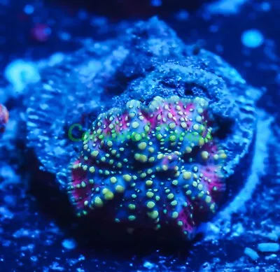 Cornbred's Beast Mode Bounce Mushroom - Frag - LIVE CORAL • $99.99