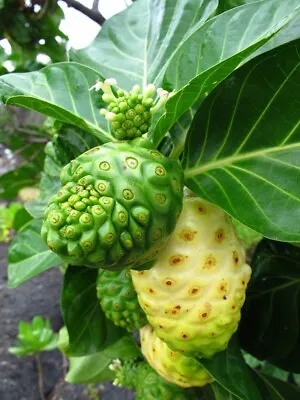 Noni Morinda Citrifolia - 50 Seeds 2024 - USA • $9.99