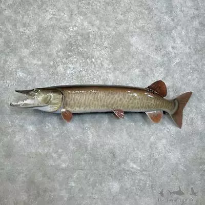 #28001 WC | 53  Reproduction Muskellunge Fish Mount For Sale • $2870