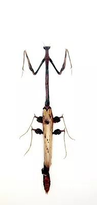 Mantidae -Mantis - Toxodera Sp (Rare) -  Cameron Highlands Malaysia (TX133) • $65.98