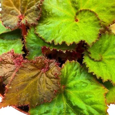 Harmony's Midnight Magic 4 Inch Begonia Rex Brown Green Spiral Leaves • $24.99