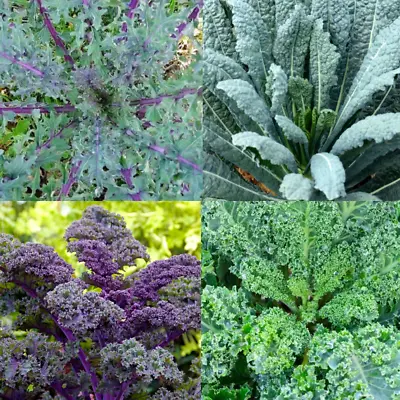 KALE GARDEN BLEND 4 Types Heirloom MicroGreens Saute Healthy Non-GMO 200 Seeds! • $3.98