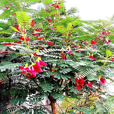 20 Hummingbird Tree Seeds (Sesbania Grandiflora)  Agati  Flower Plant Fast RARE • $7.95