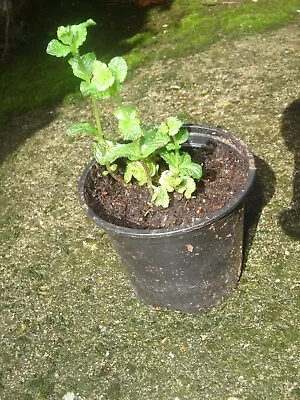 Garden Mint - A Healthy And Fast-growing Herb Plant In A Small Plastic Pot • £3.50
