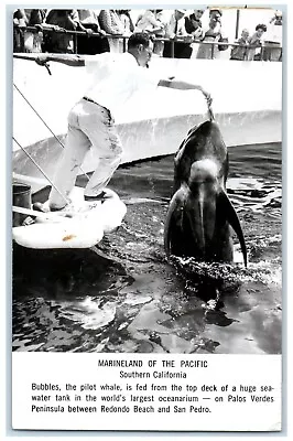Pilot Whale Marineland Of The Pacific Southern California CA RPPC Photo Postcard • $19.97