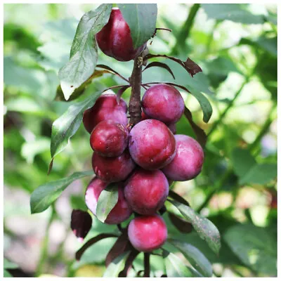 £27.99 • Buy Big Juicy Victoria Plum Tree, 4-5ft Tall, Sweet Juicy And Tasty, Ready To Fruit