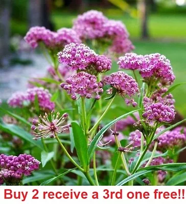 Asclepias Incarnata Swamp Milkweed 100+ Seeds • $3.75