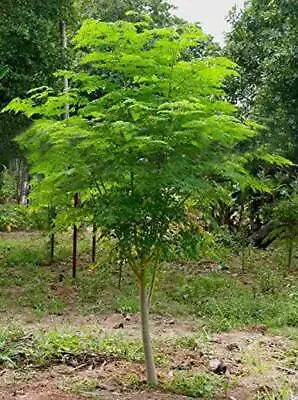 $10.99 • Buy 30 Seeds Of The Tree Of Life - The Moringa Tree - Easy To Grow, Fast Growing 