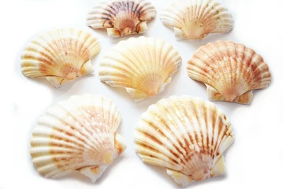 $9.99 • Buy 6 Natural Irish Baking Scallop Shells (3.5-4 ) Restaurant Quality Beach Dining 