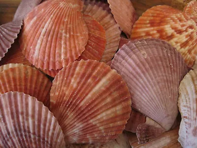 Pectin Scallop Shells (10 PC)- Seashells For Beach Decor - Wholesale Seashell  • $10