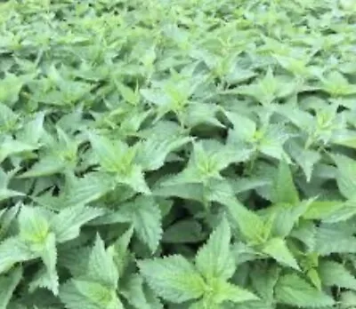 5 Stinging Nettle Plants Bareroot Urtica Dioica Organic Wildflower Medicinal • $8.99