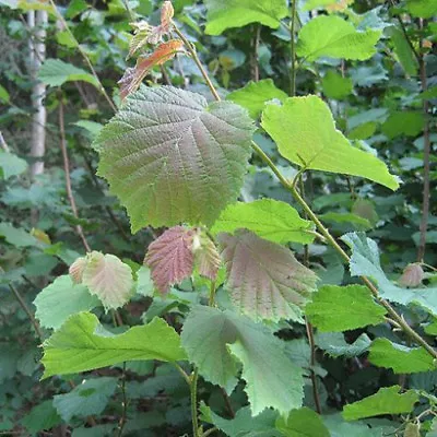 £64.95 • Buy 15 X Hazel Trees Seedling Sapling 30-50cm Hazelnut (Corlyus Avellana)