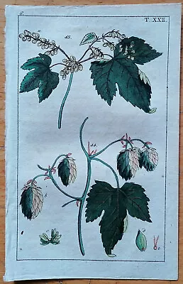 Humulus Hop - Original Engravings Wilhelm Botany - 1800 • £14.60