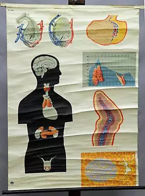 Vintage Medical Rollable Wall Chart Poster Anatomy Inner Secretory Glands • $195.99