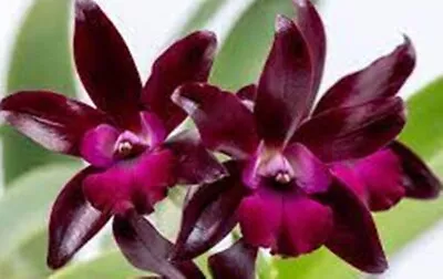 Cattleya Mericlone Seedling Plant...Ctt Sagarik Wax  Dark Africa  • $15