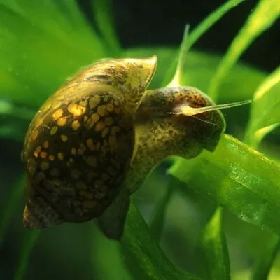 £4.99 • Buy 2 To 20 BLADDER Snail Tadpole Tropical Aquarium Algae Cleaner Crew Pond Snails