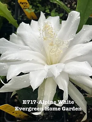 Rooted Epiphyllum Orchid Cactus “Alpine White” Growing In 4” Starter Pot. • $25