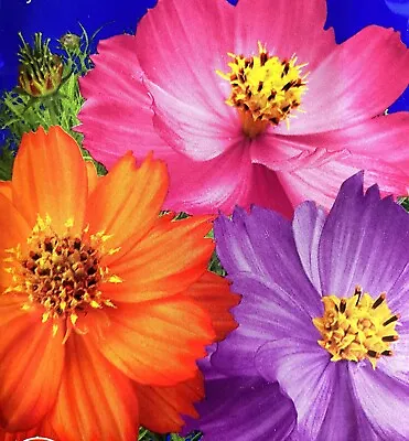 Cosmos Double Multi Mixed - 40 Seeds • £1.55