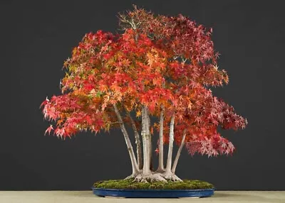 1 X Japanese Maple - Bonsai Tree - Ready For Cutting And Wiring In To Shape • £9.99