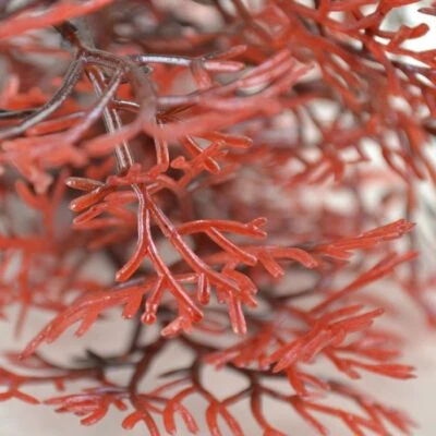 £14.49 • Buy Oase Biorb Crimson Sea Fan Plant Decoration S, M, L, Xl Baby Biube Life Flow