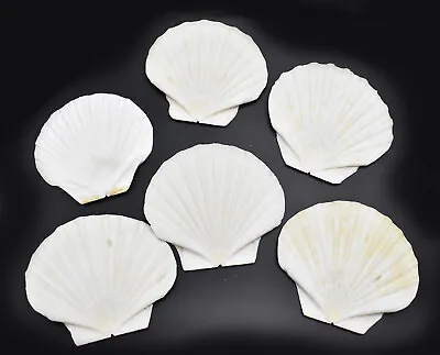 $13.49 • Buy Set Of 6 Large White Irish Flat Scallop Shells  4 + Crafts Beach Cottage