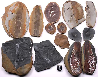 Mazon Creek Plant Fossil Lot Ferns Calamites Annularia Cone Bract Carboniferous • $15