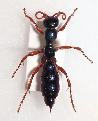 TOP RARITY Diamma Bicolor Blue Bottle Ant 20.2mm Australia Mutillidae Velvet Ant • $220