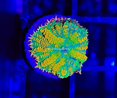 CE- WYSIWYG OG Ultra Tequila Sunrise Mushroom- Live Coral Frag LPS SPS #R1OF9 • $79.99