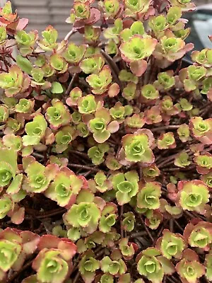 12 Sedum And Sempervivum Succulent Cuttings For Terrariums & Fairy Gardens • £5.99