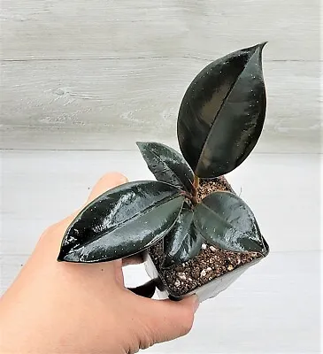 Ficus Elastica  Burgundy Rare Variegated Rubber Plant Live Houseplant In 4  Pot • $15.99