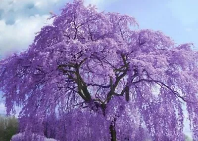 5x Jacaranda Tree - Jacaranda Mimosifolia - Viable Seeds - Home Garden • £3.49