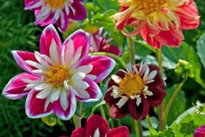 Dahlia Dandy Mix 20 Seeds Per Pack~ships Within 48 Hrs~~ US Seller • $1.55