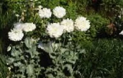 £2.27 • Buy Peony Poppy- (Papaver Paeoniflorum) -White- 100 Seeds