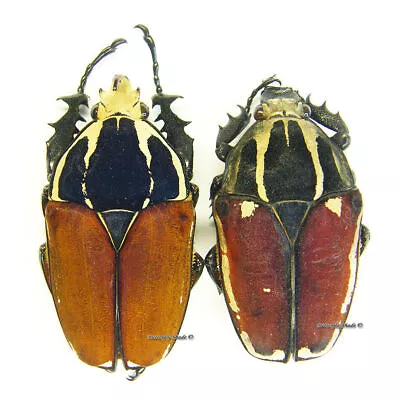 Unmounted Beetle/Cetoniidae - Mecynorrhina Torquata Ugandensis PAIR 12 • $31.82