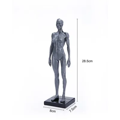 30cm Human Skeleton Anatomical Model Female Anatomy Skull Muscle Bone Model • $33.24