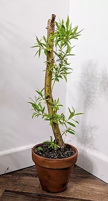 Golden Weeping Willow Tree ( Salix Chrysocoma ) Approx 2ft TALL / Bonsai  • £10